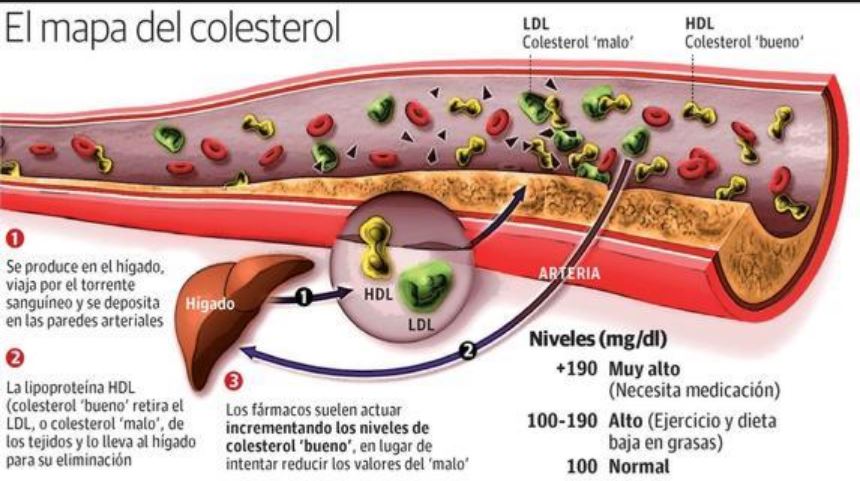 mapa colesterol